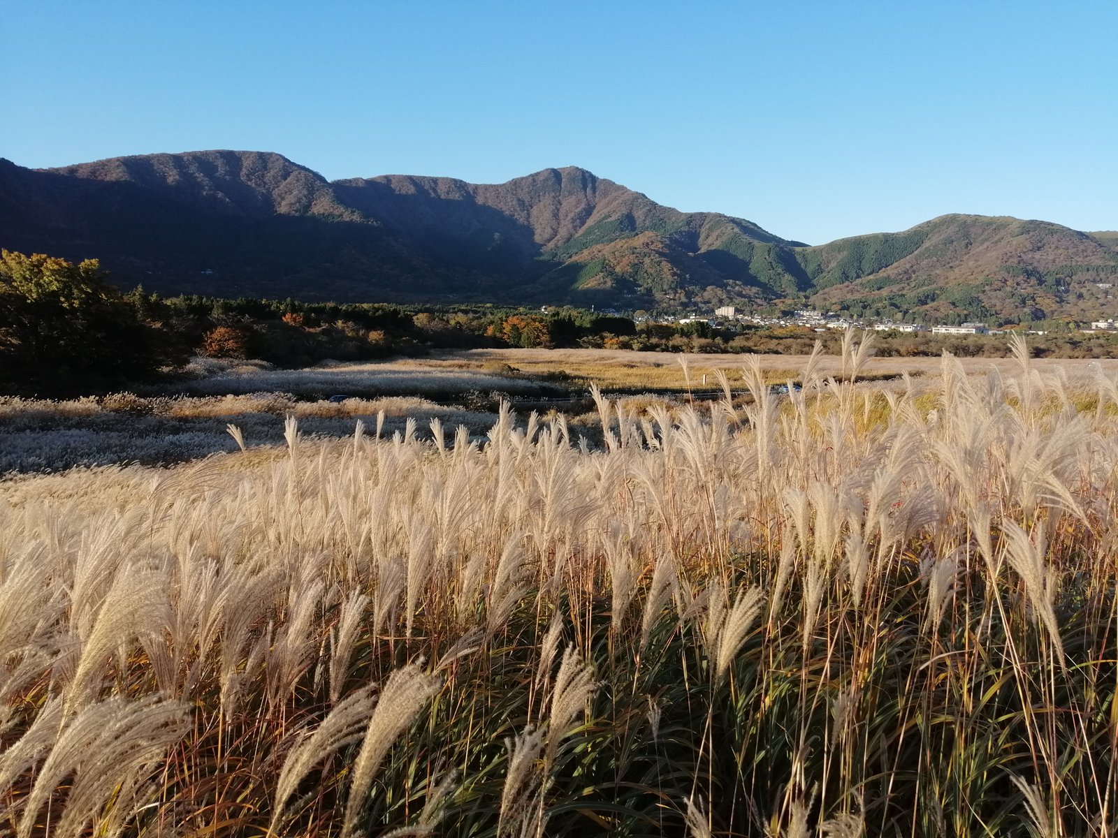 A pompass grass field